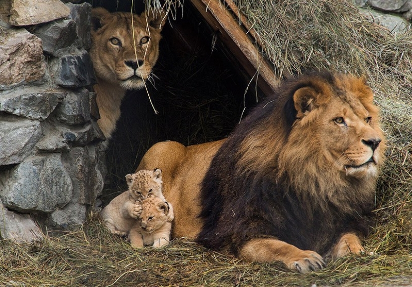 22 adorable animal family portraits that will show you what is photogenic