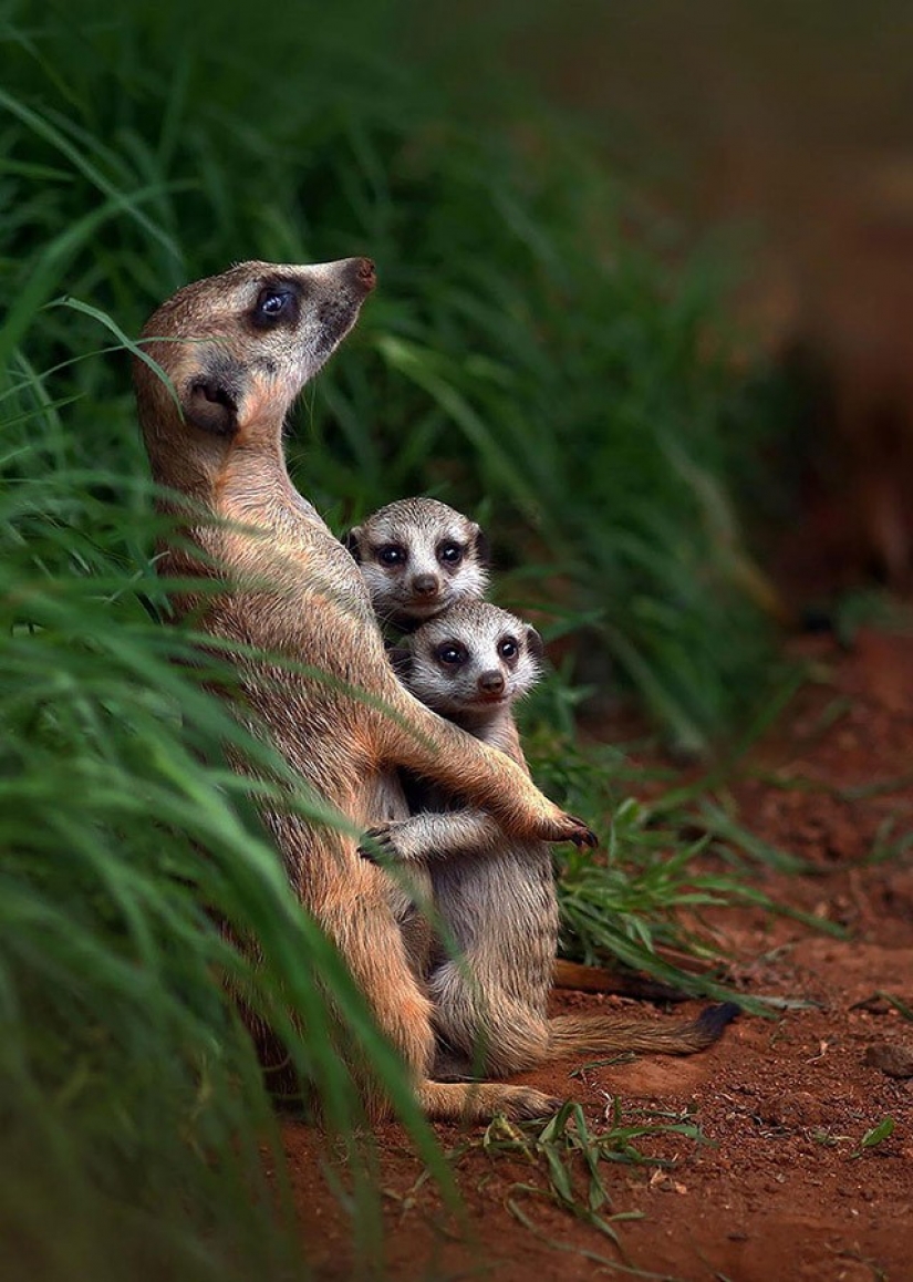 22 adorable animal family portraits that will show you what is photogenic