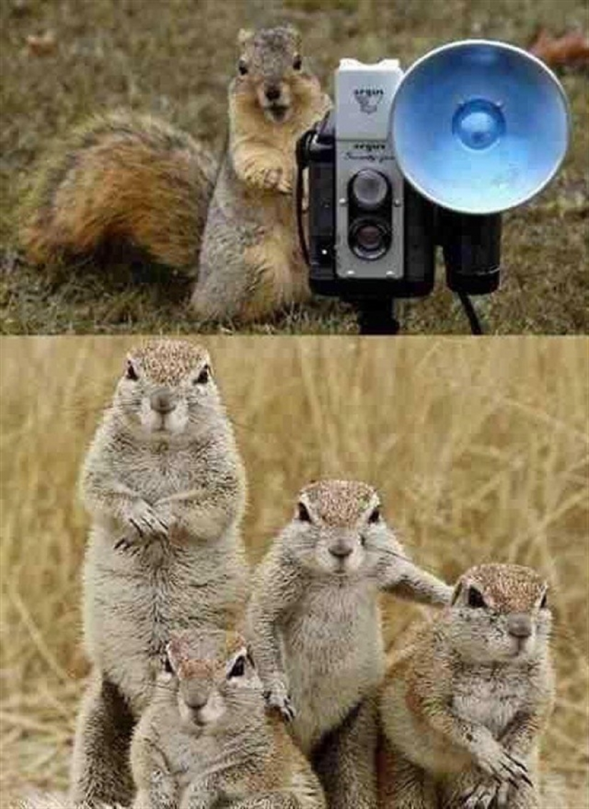 22 de animales adorables retratos de la familia que le mostrará lo que es fotogénico