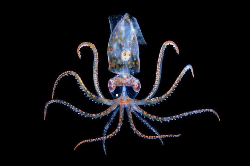 24 fotos increíbles de la vida silvestre de los ganadores de la competencia BigPicture Mundo Natural