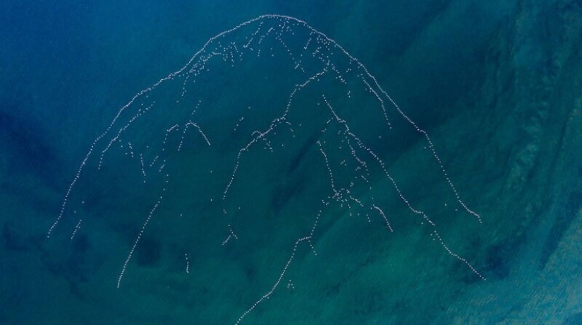 24 fotos increíbles de la vida silvestre de los ganadores de la competencia BigPicture Mundo Natural