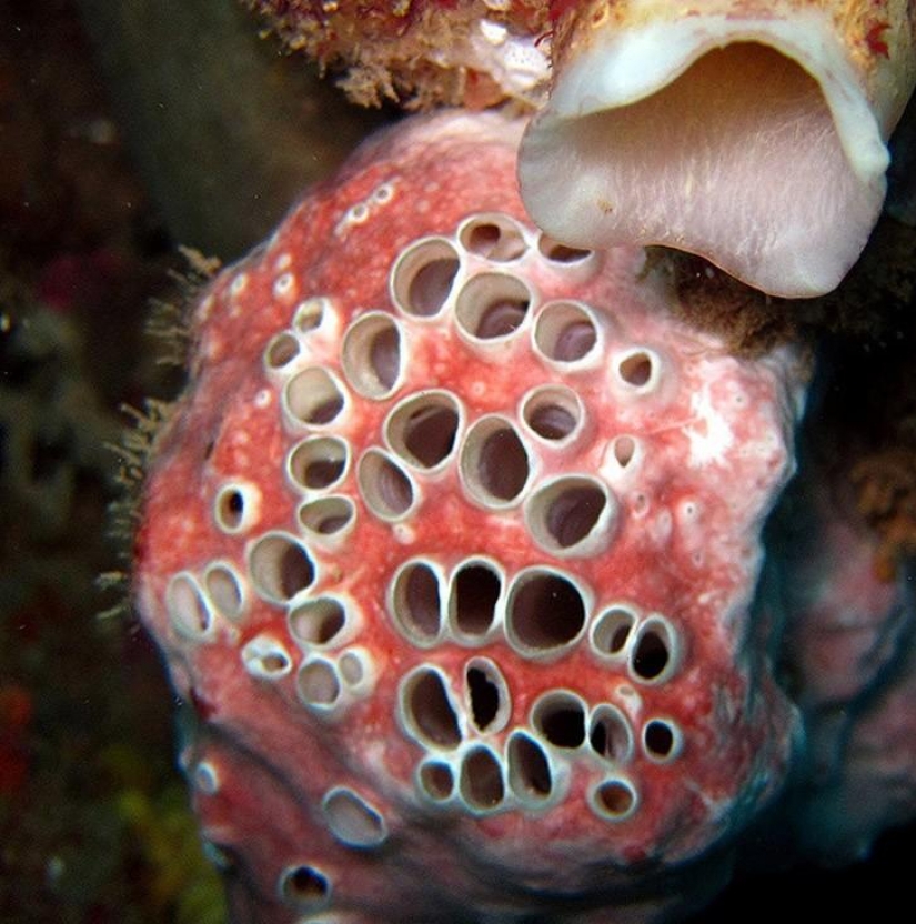 25 increíbles humanos fobias que existen 25 increíbles humanos fobias que existen