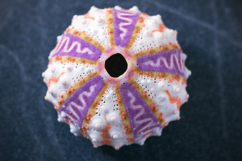 25 most bizarre things sold on eBay 25 most bizarre things sold on eBay