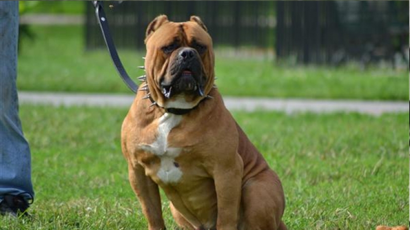 25 most dangerous dog breeds 25 most dangerous dog breeds