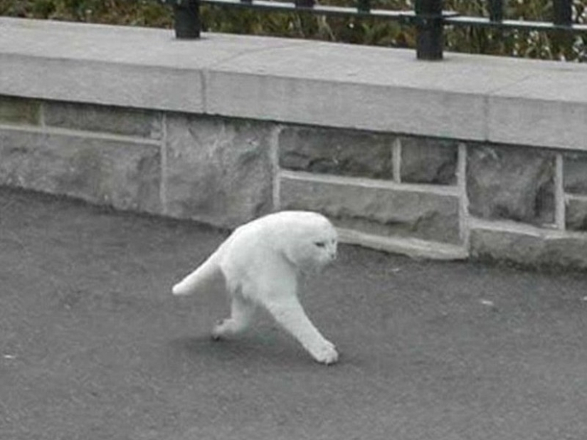 25 of the most insane shots made by the cameras of Google Street View 25 of the most insane shots made by the cameras of Google Street View