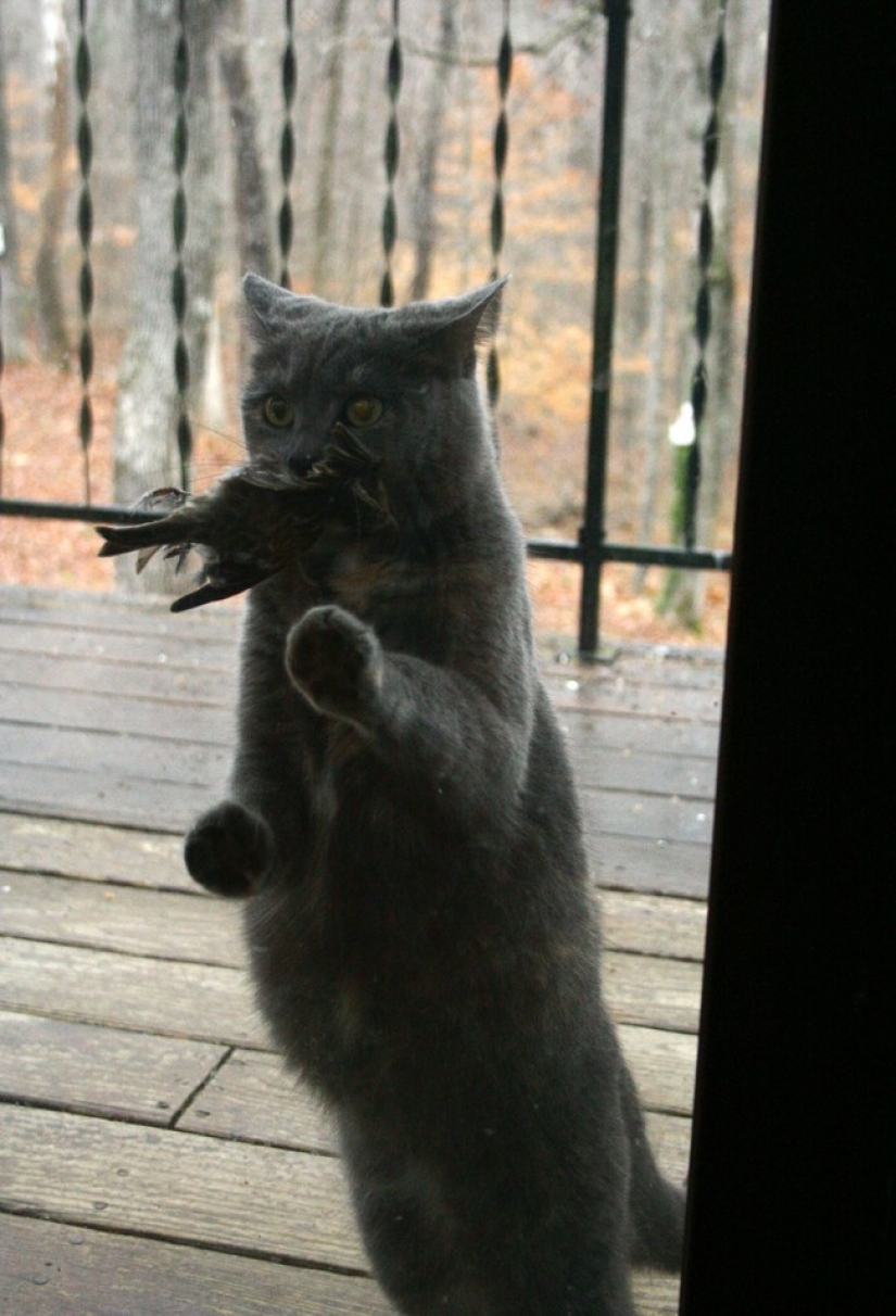 25 Pets that need to get inside right now