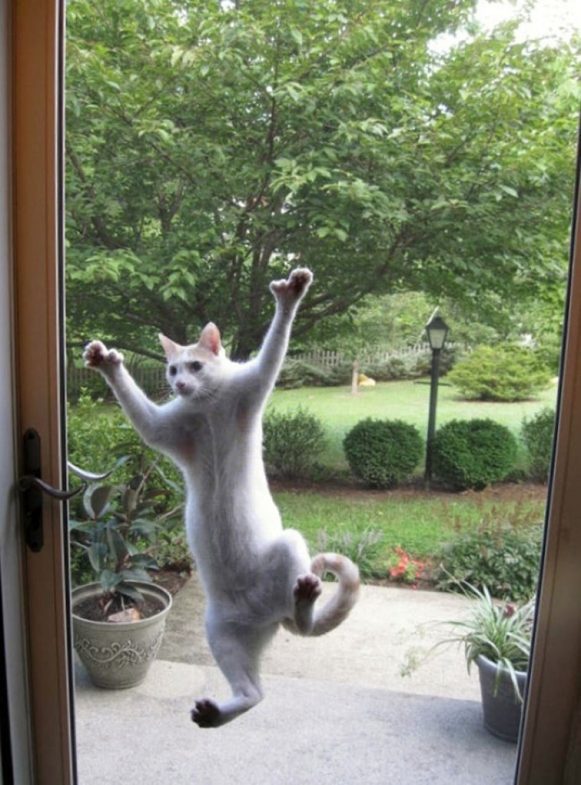 25 Pets that need to get inside right now