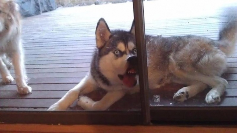 25 Pets that need to get inside right now
