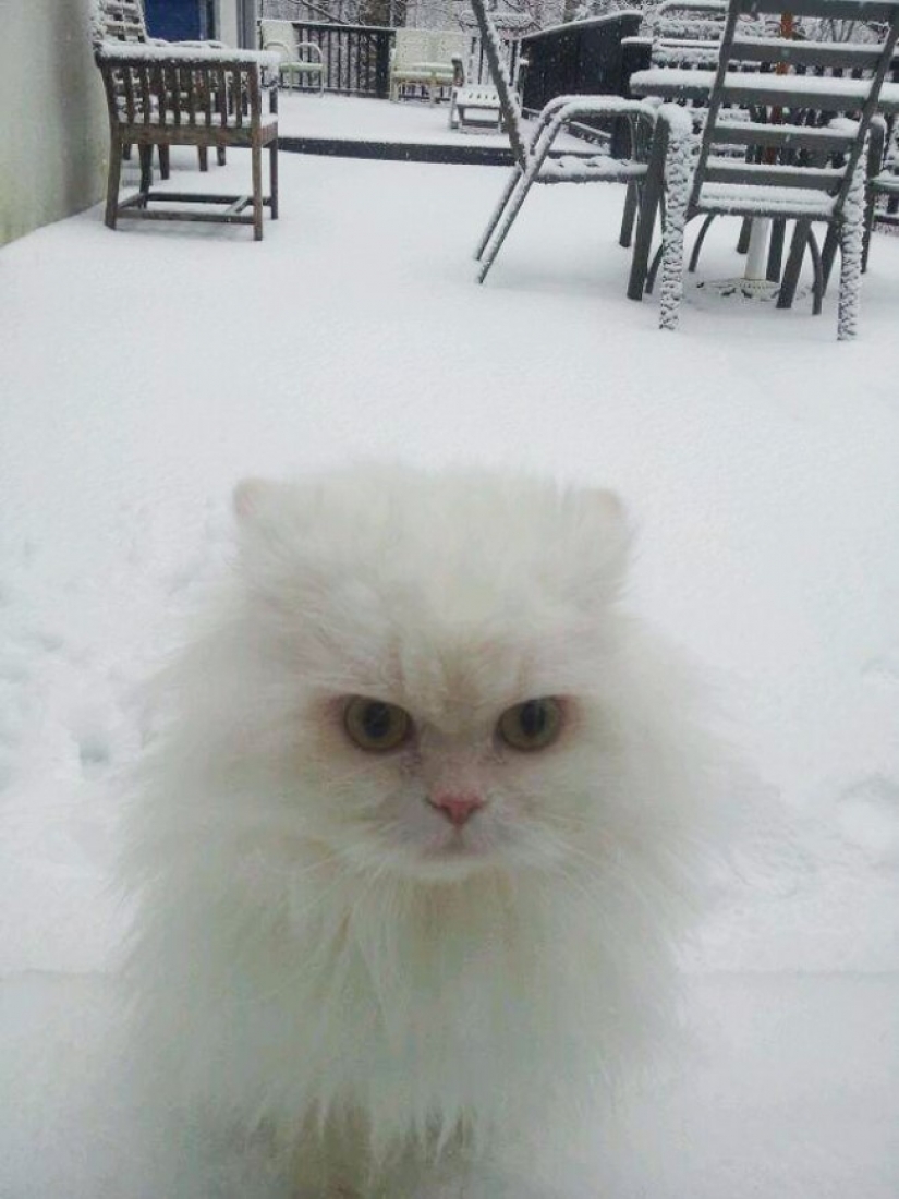 25 Pets that need to get inside right now