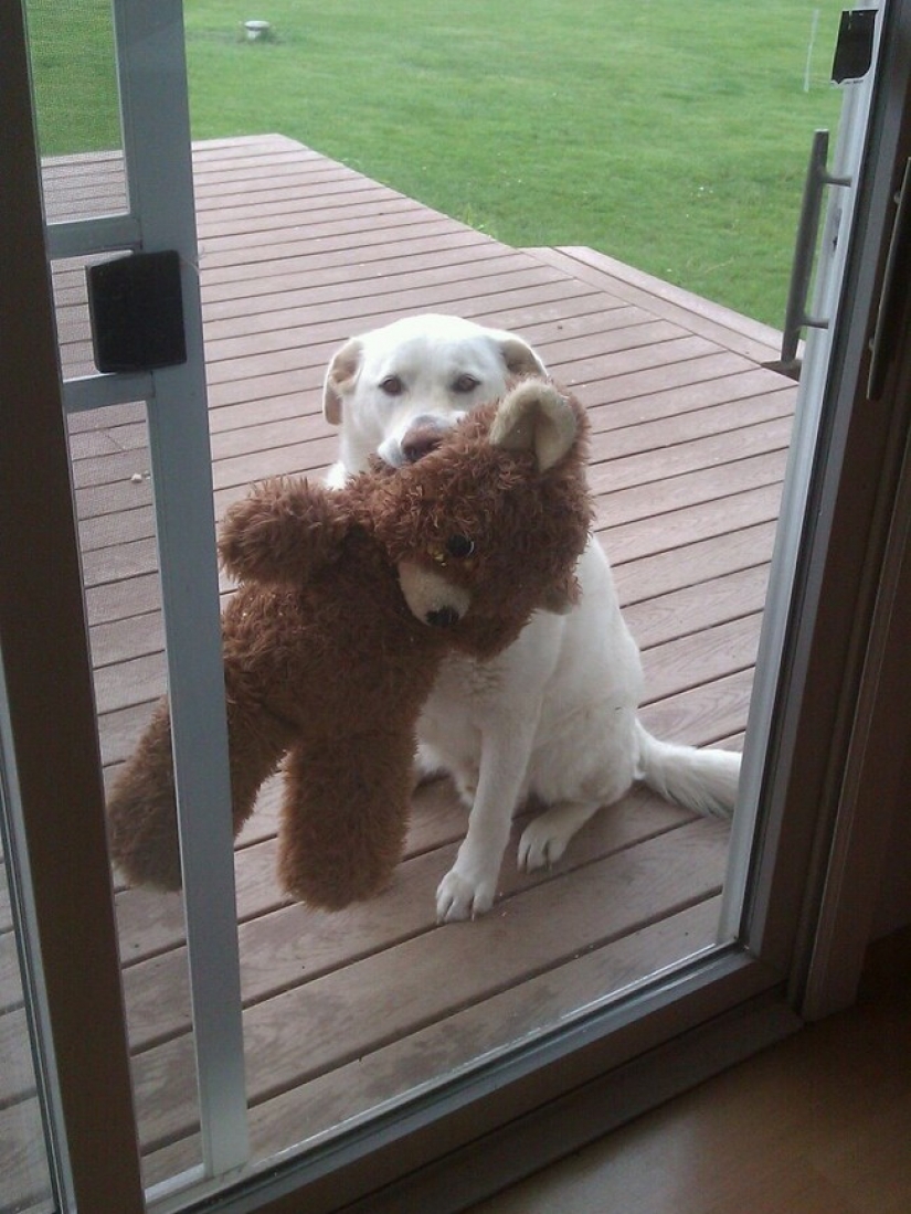 25 Pets that need to get inside right now