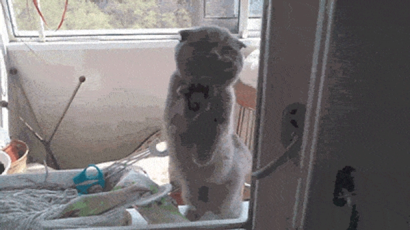 25 Pets that need to get inside right now