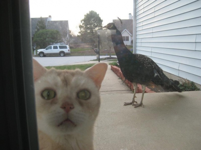 25 Pets that need to get inside right now