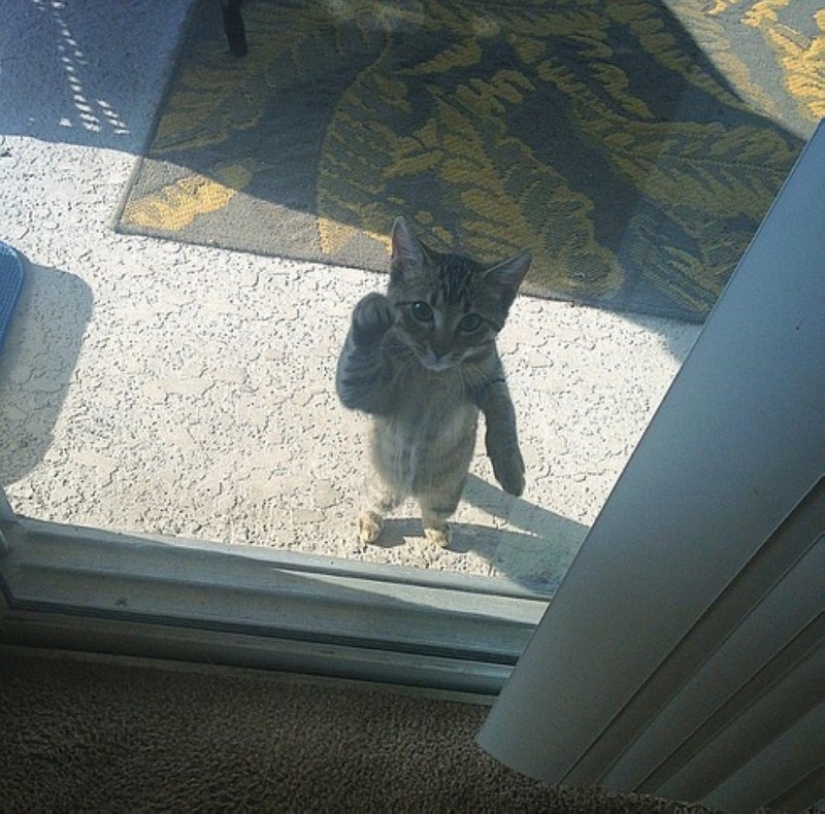 25 Pets that need to get inside right now
