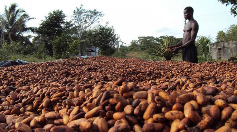 25 sweet facts about chocolate 25 sweet facts about chocolate