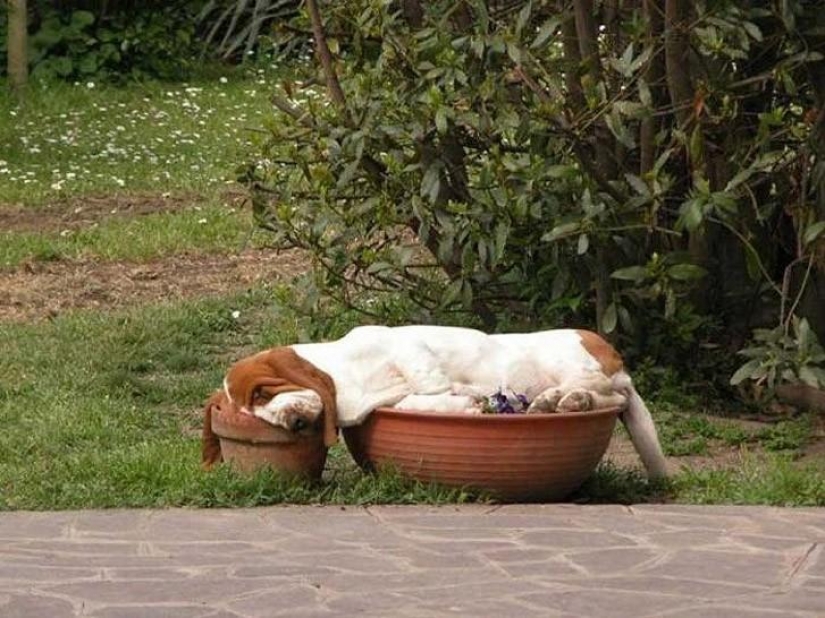 30 dogs in the most unimaginable poses in a dream