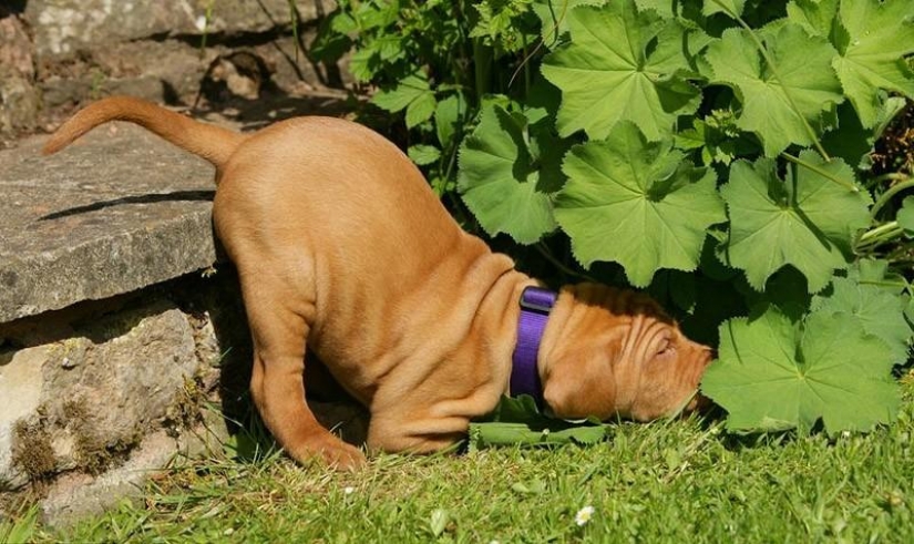 30 perros en los más inimaginables plantea en un sueño