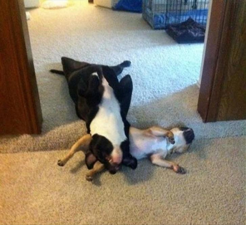 30 perros en los más inimaginables plantea en un sueño