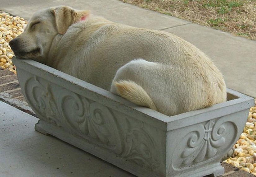 30 perros en los más inimaginables plantea en un sueño