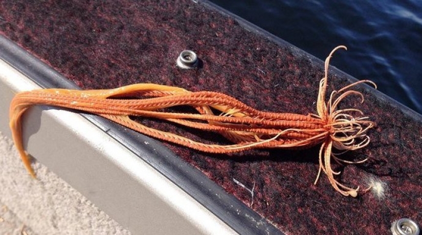 30 personas confundidas que encontró el Internet para encontrar la respuesta a su pregunta 30 personas confundidas que encontró el Internet para encontrar la respuesta a su pregunta