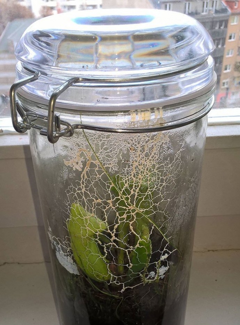 30 personas confundidas que encontró el Internet para encontrar la respuesta a su pregunta 30 personas confundidas que encontró el Internet para encontrar la respuesta a su pregunta