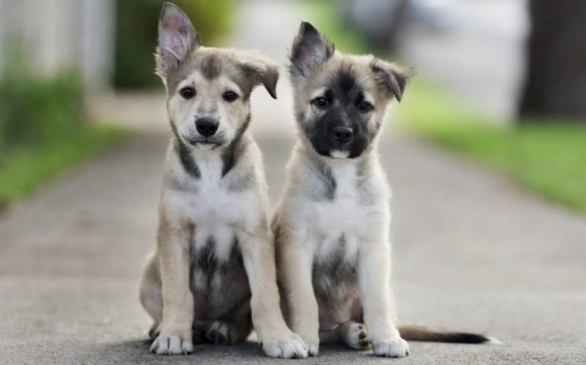 30 photo evidence that puppies with one ear raised 90% nicer than the usual