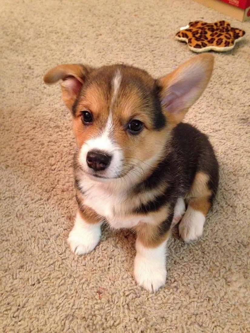 30 photo evidence that puppies with one ear raised 90% nicer than the usual