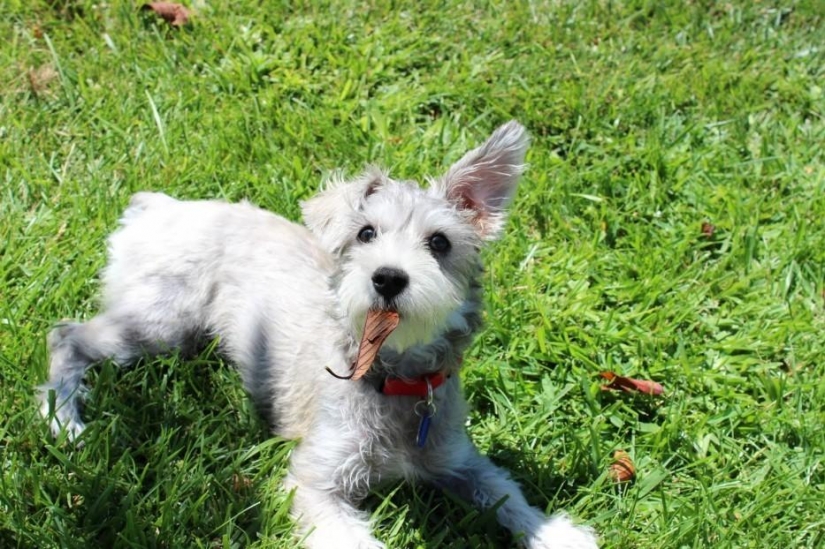 30 photo evidence that puppies with one ear raised 90% nicer than the usual