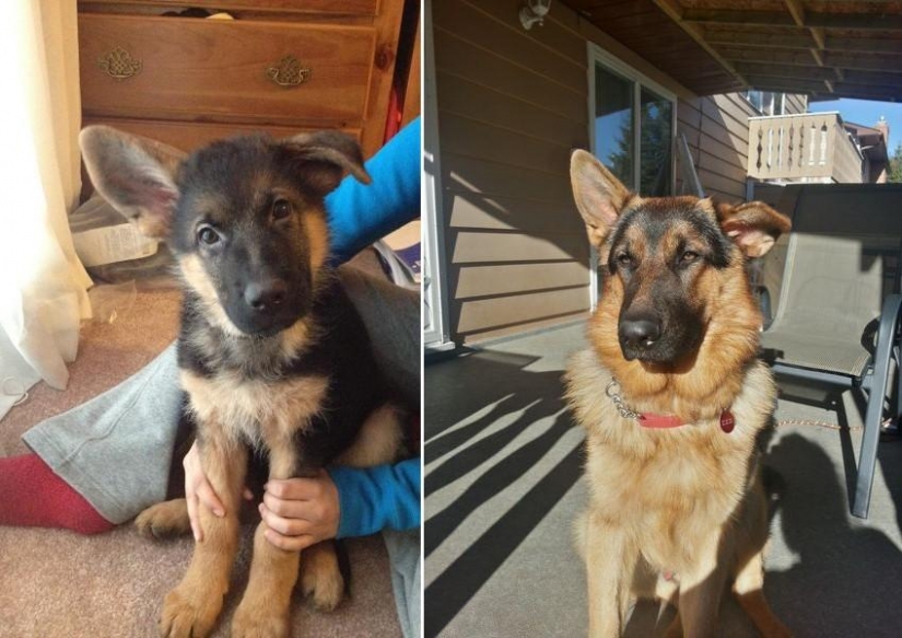 30 photo evidence that puppies with one ear raised 90% nicer than the usual