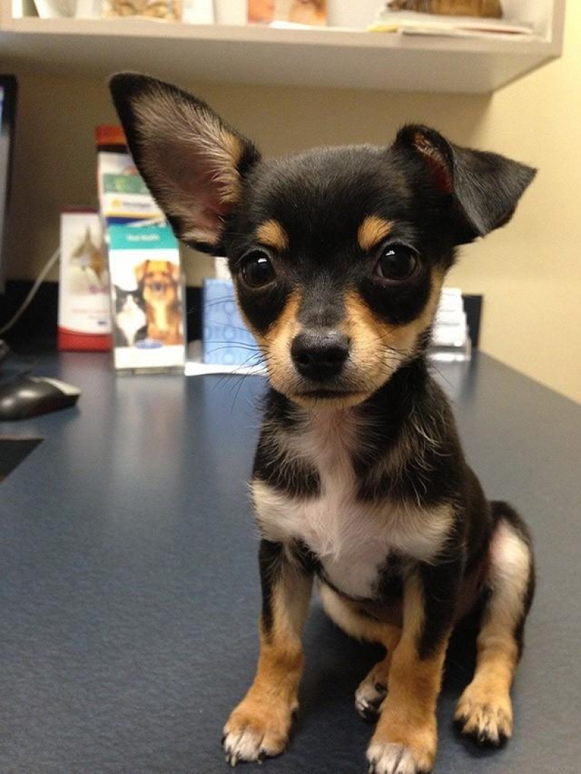 30 photo evidence that puppies with one ear raised 90% nicer than the usual