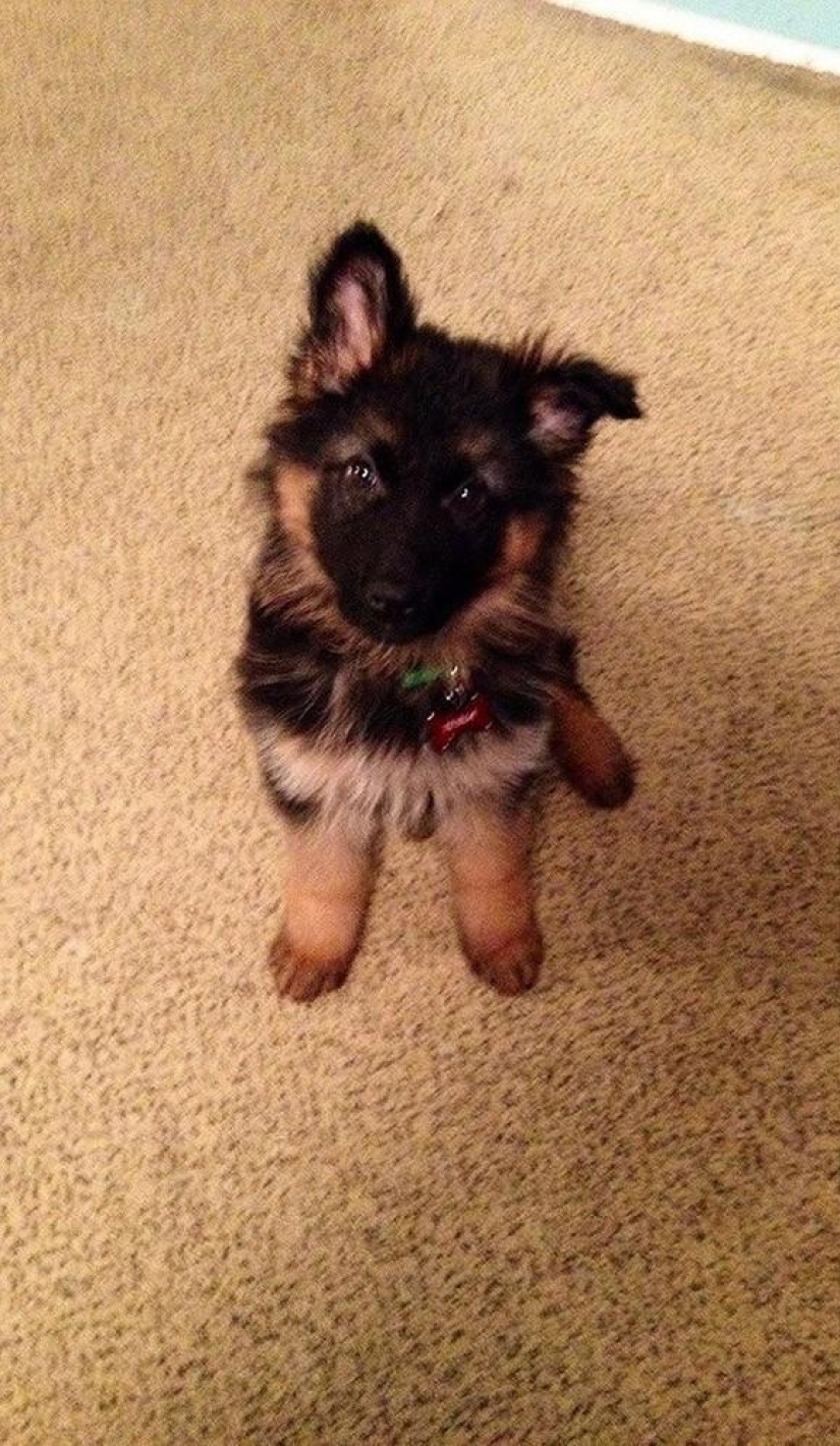 30 photo evidence that puppies with one ear raised 90% nicer than the usual