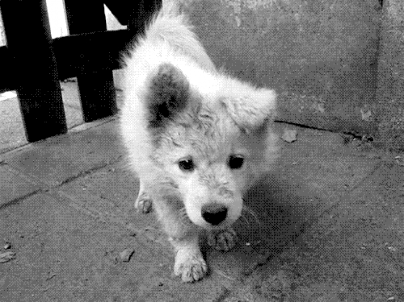 30 photo evidence that puppies with one ear raised 90% nicer than the usual