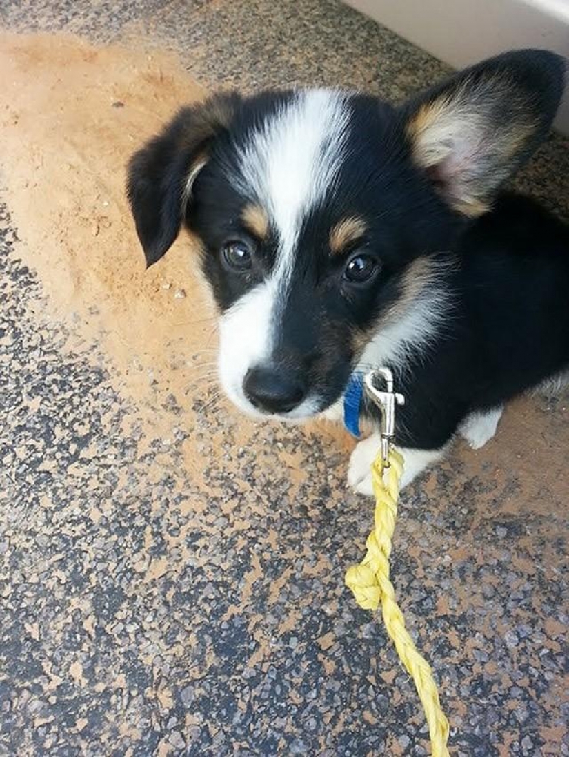 30 photo evidence that puppies with one ear raised 90% nicer than the usual