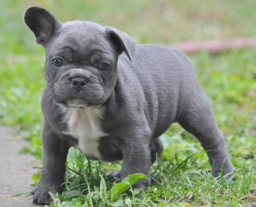 30 photo evidence that puppies with one ear raised 90% nicer than the usual