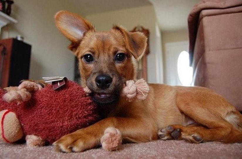 30 photo evidence that puppies with one ear raised 90% nicer than the usual
