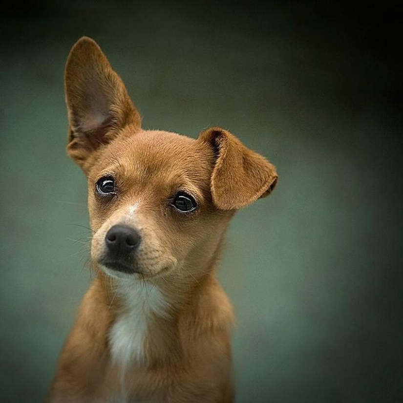 30 photo evidence that puppies with one ear raised 90% nicer than the usual