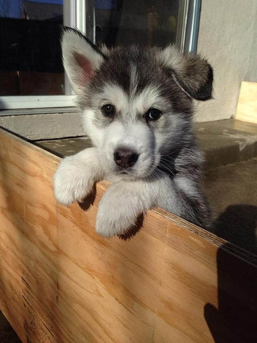 30 photo evidence that puppies with one ear raised 90% nicer than the usual
