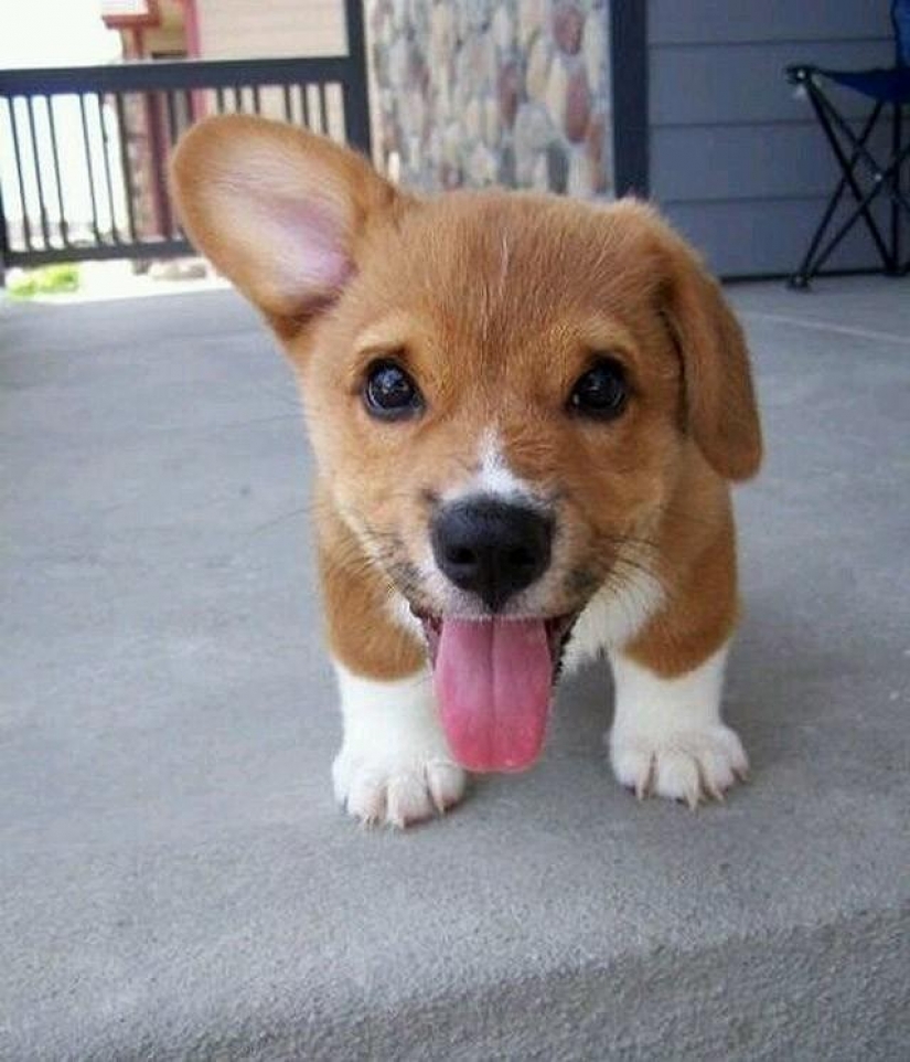 30 photo evidence that puppies with one ear raised 90% nicer than the usual