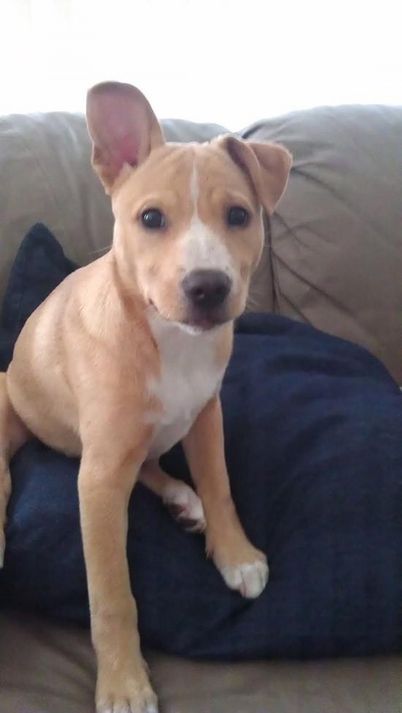 30 photo evidence that puppies with one ear raised 90% nicer than the usual