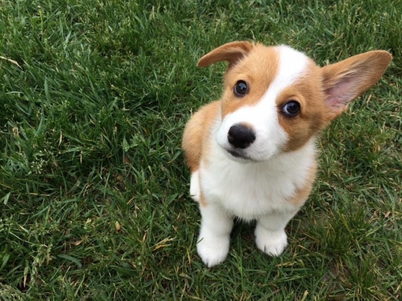 30 photo evidence that puppies with one ear raised 90% nicer than the usual