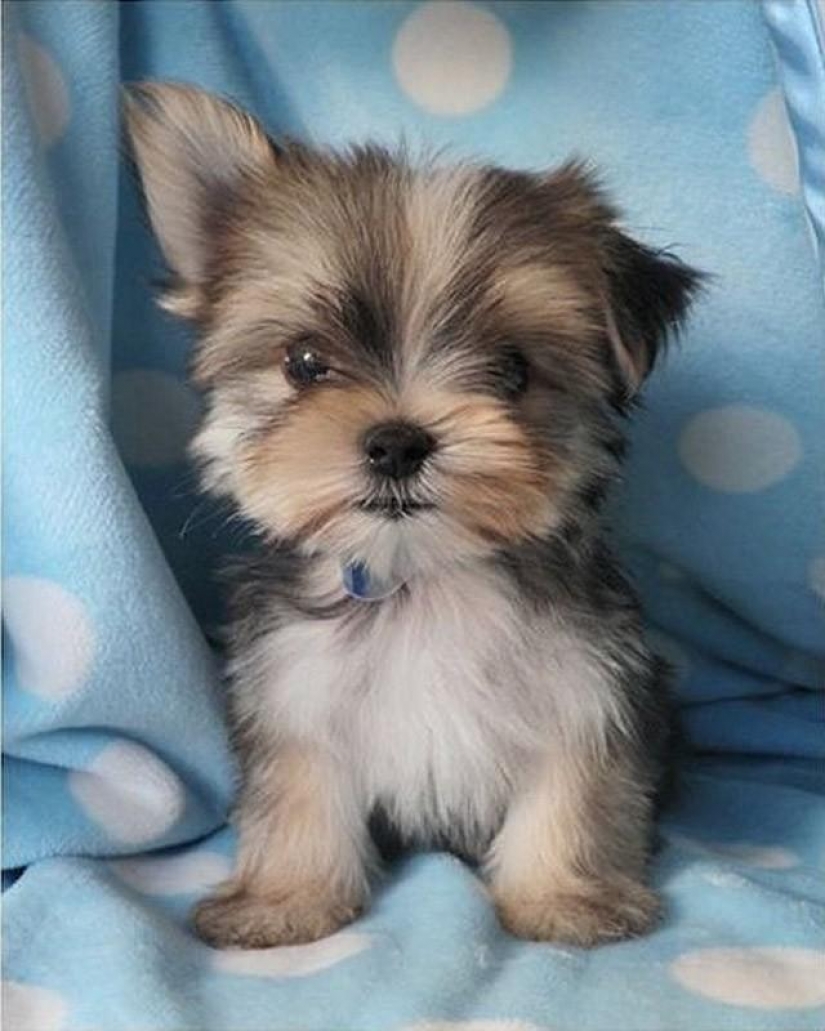 30 photo evidence that puppies with one ear raised 90% nicer than the usual