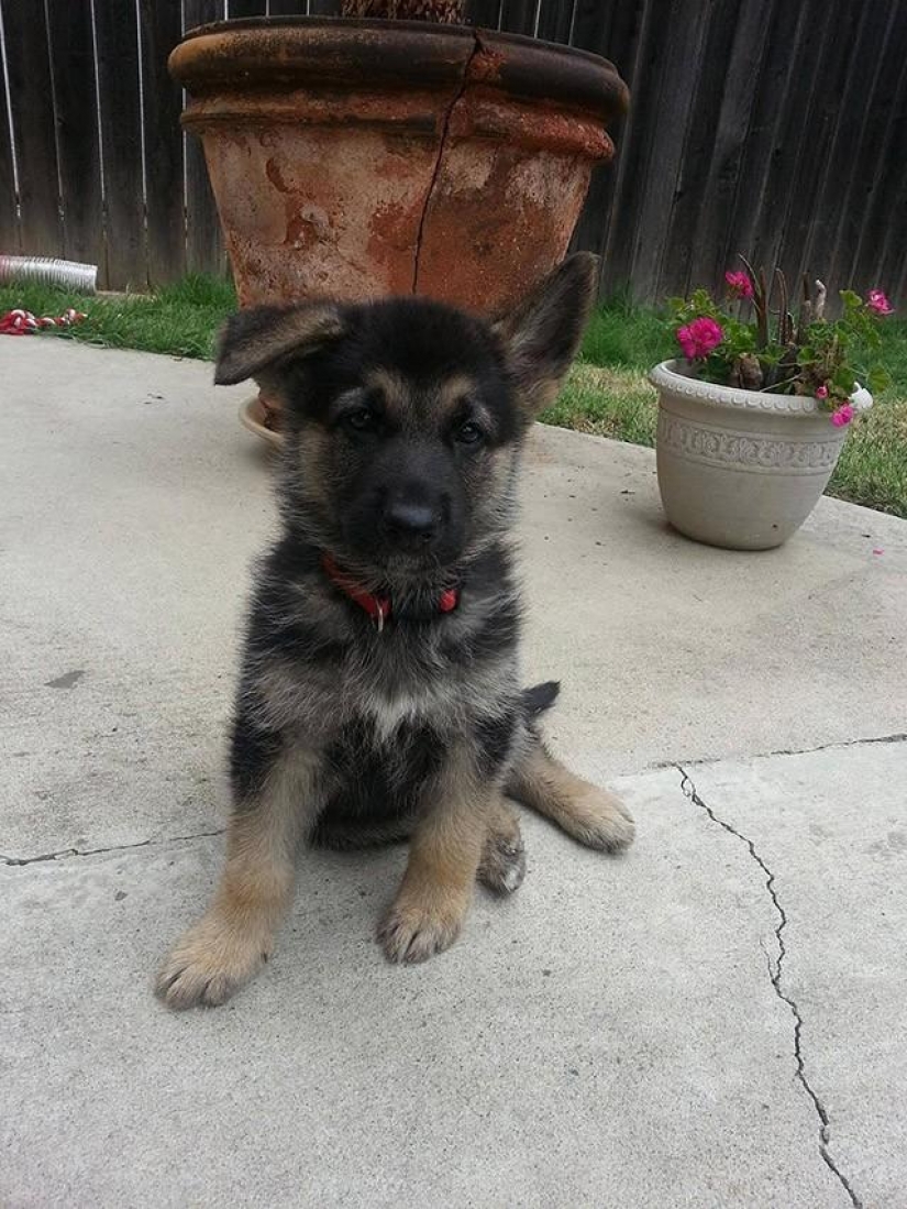30 photo evidence that puppies with one ear raised 90% nicer than the usual