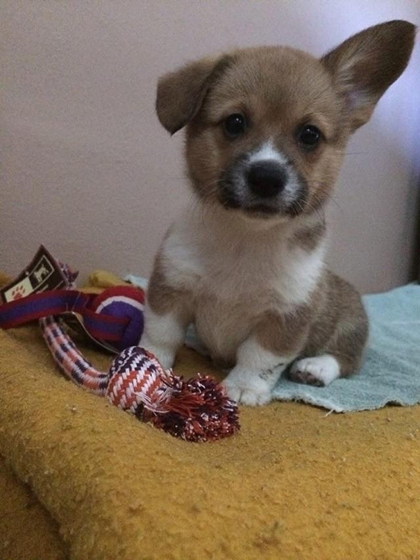 30 photo evidence that puppies with one ear raised 90% nicer than the usual