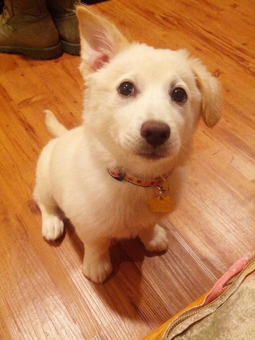 30 photo evidence that puppies with one ear raised 90% nicer than the usual