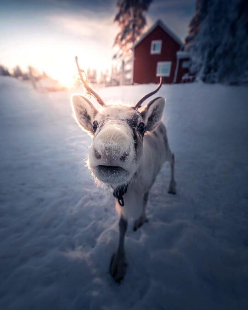 30 photo pictures of Julius Kahkonen, look like a dream 30 photo pictures of Julius Kahkonen, look like a dream