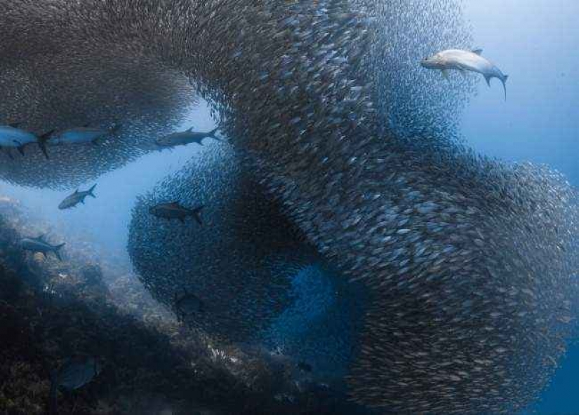 35 foto del concurso "la Mejor foto de naturaleza" de National Geographic 35 foto del concurso "la Mejor foto de naturaleza" de National Geographic