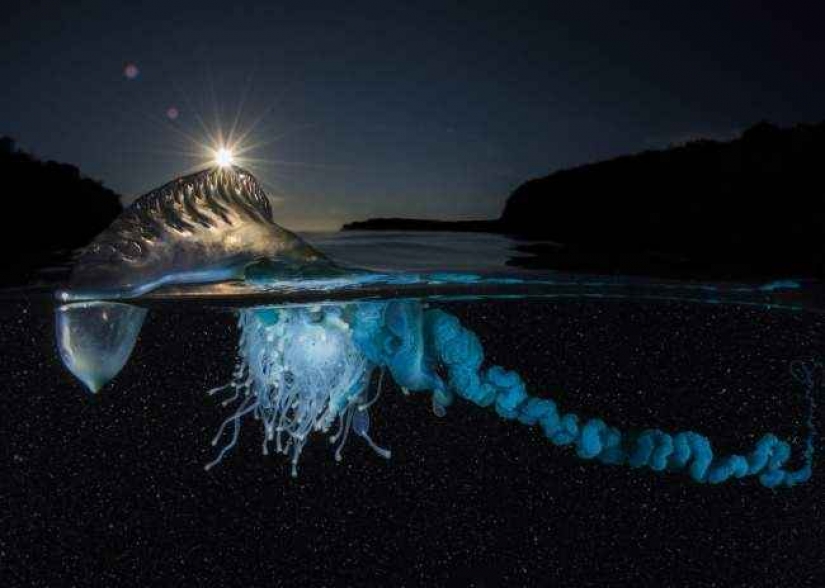 35 foto del concurso "la Mejor foto de naturaleza" de National Geographic 35 foto del concurso "la Mejor foto de naturaleza" de National Geographic