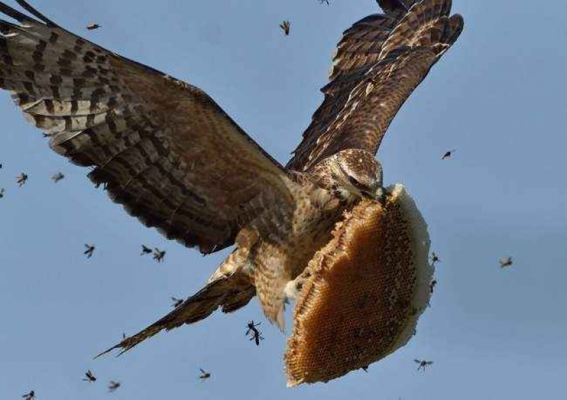 35 foto del concurso "la Mejor foto de naturaleza" de National Geographic 35 foto del concurso "la Mejor foto de naturaleza" de National Geographic