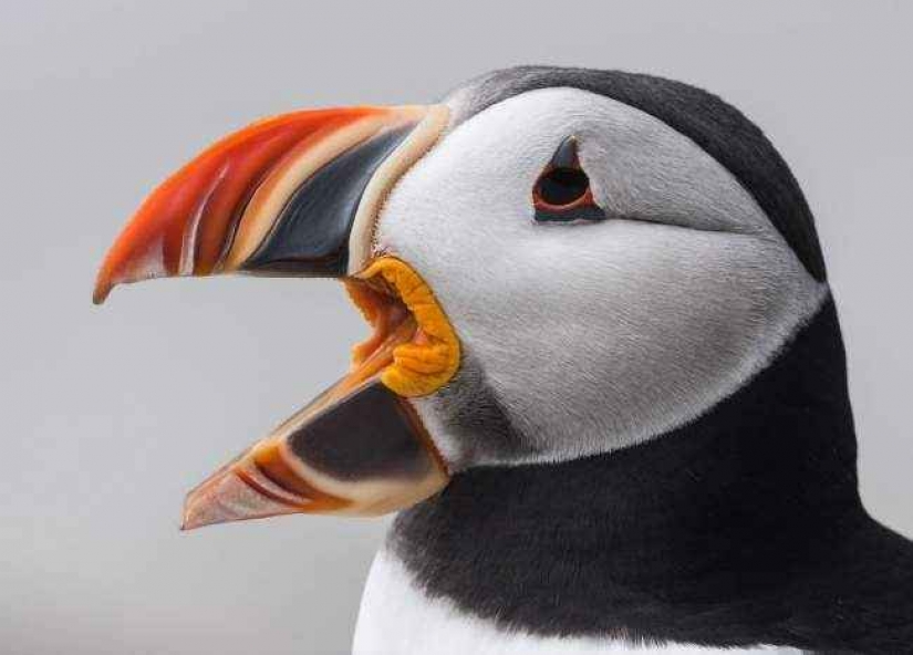 35 foto del concurso "la Mejor foto de naturaleza" de National Geographic 35 foto del concurso "la Mejor foto de naturaleza" de National Geographic