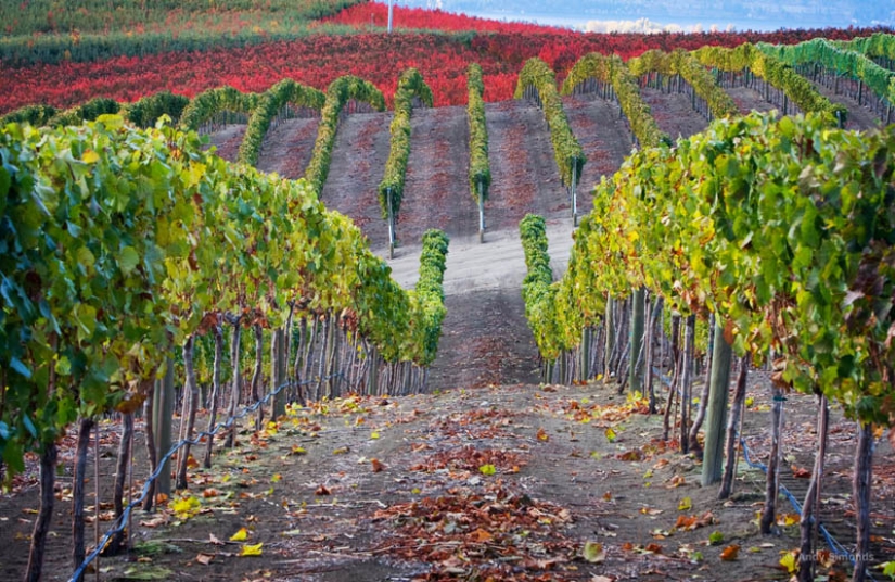 35 most beautiful vineyards in the world 35 most beautiful vineyards in the world