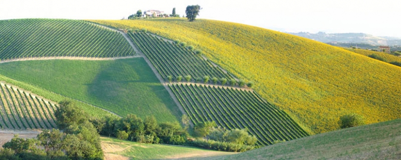 35 most beautiful vineyards in the world 35 most beautiful vineyards in the world